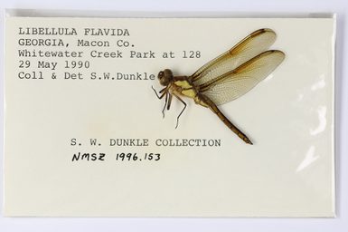 A dragonfly specimen on a piece of card in a plastic envelope.